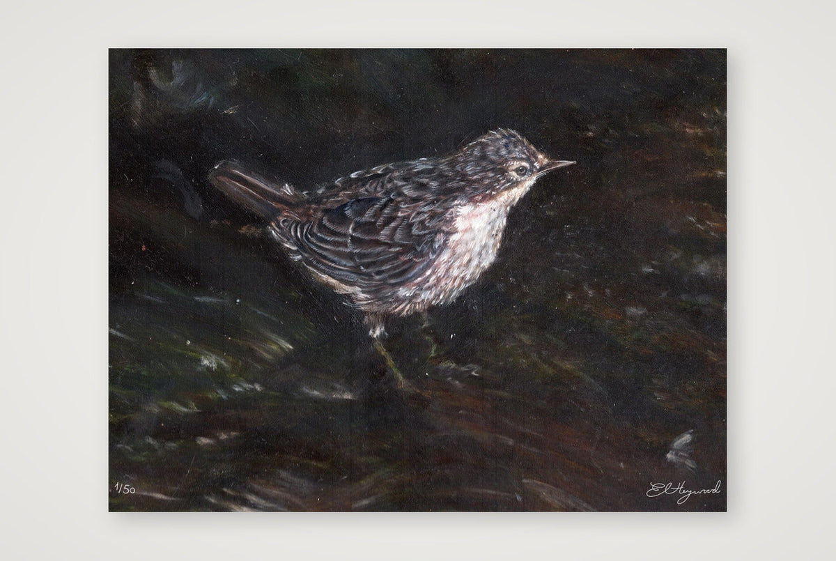 Jeuvenile dipper 11 x 8 inches — 40×30cm, 16×12" Print only