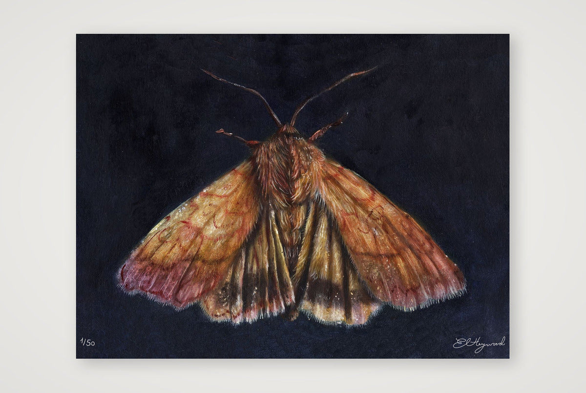 Moth 10 x 12 inches 300dpi — 40×30cm, 16×12" Print only