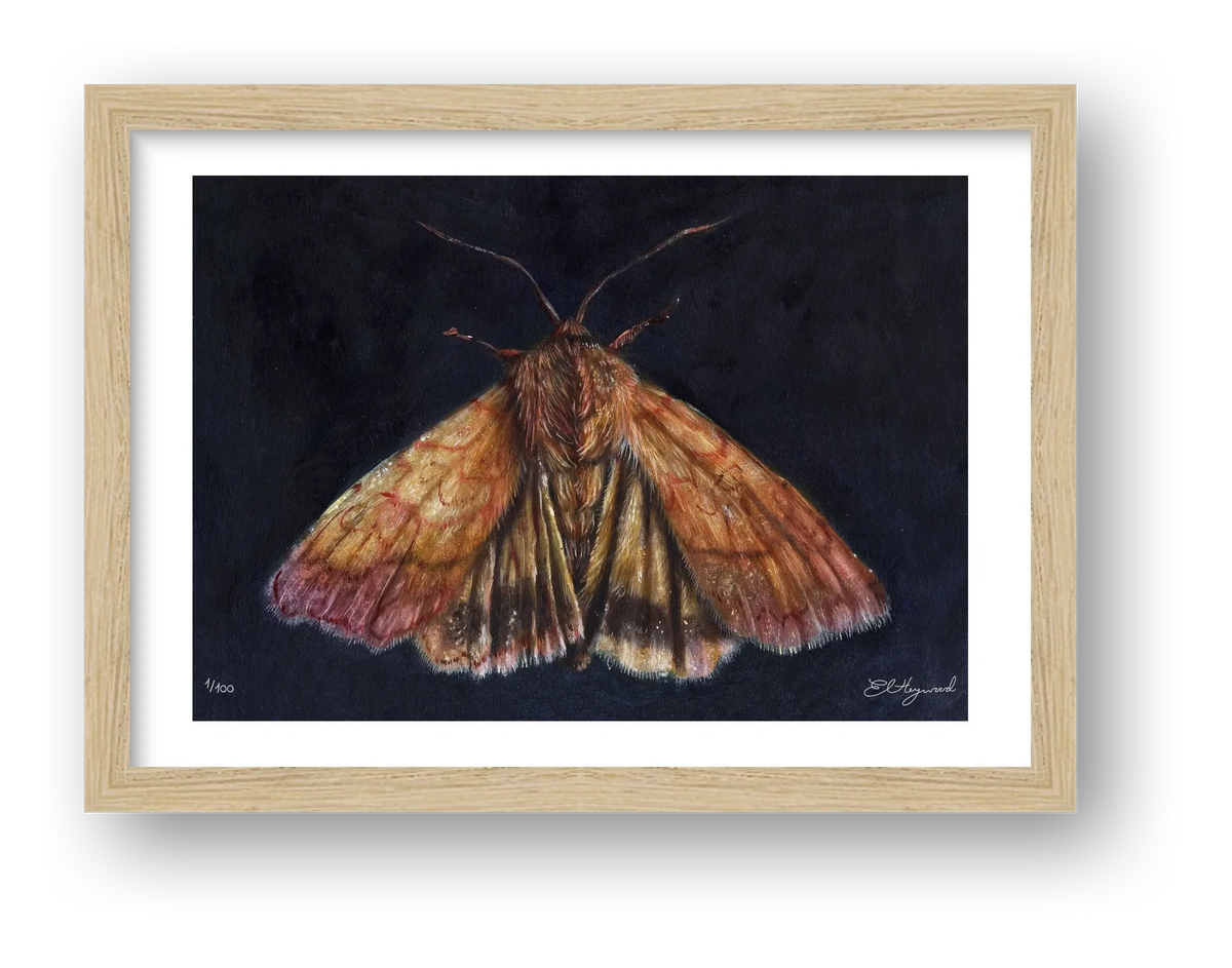 Moth 10 x 12 inches 300dpi — framed