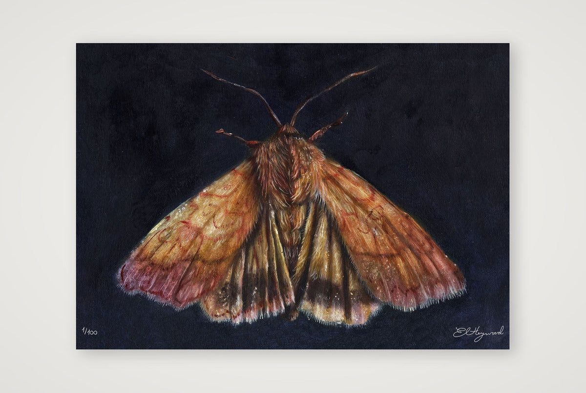 A fine art oil painting reproduction of a sallow bordered moth on a dark indigo background, by artist E L Heywood print only 