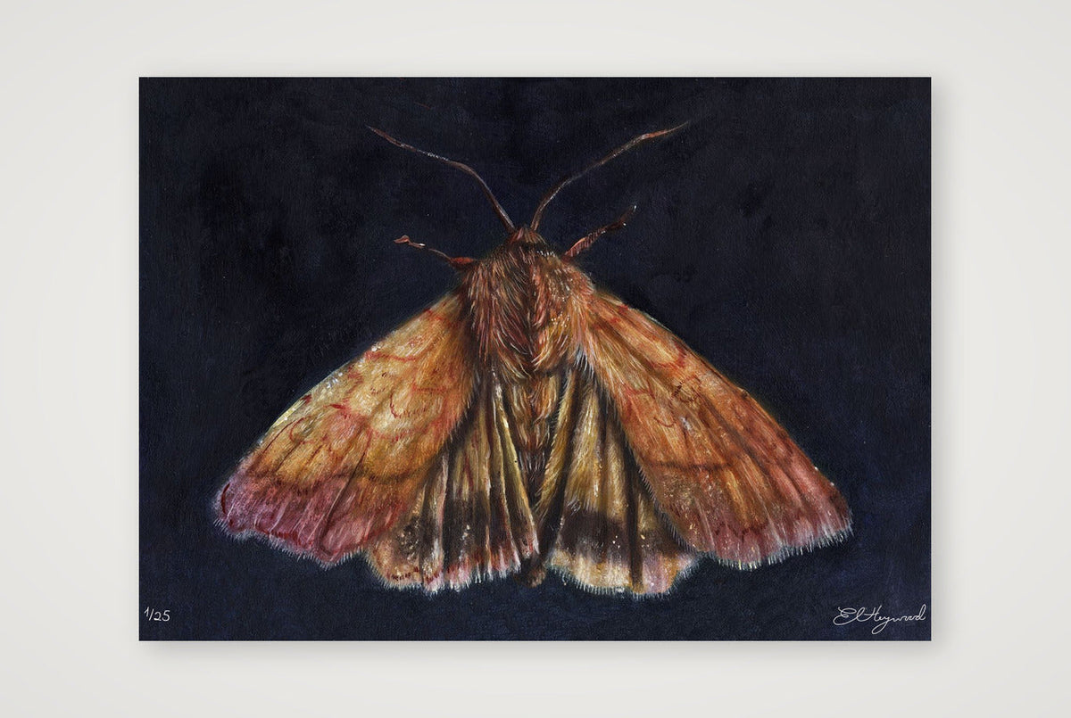 Moth 10 x 12 inches 300dpi — 59×42cm, 23×17" Print only
