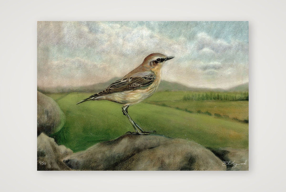 Wheatear 20 x 14 inches 300 dpi — A3 (42×30cm, 17×12") Print only