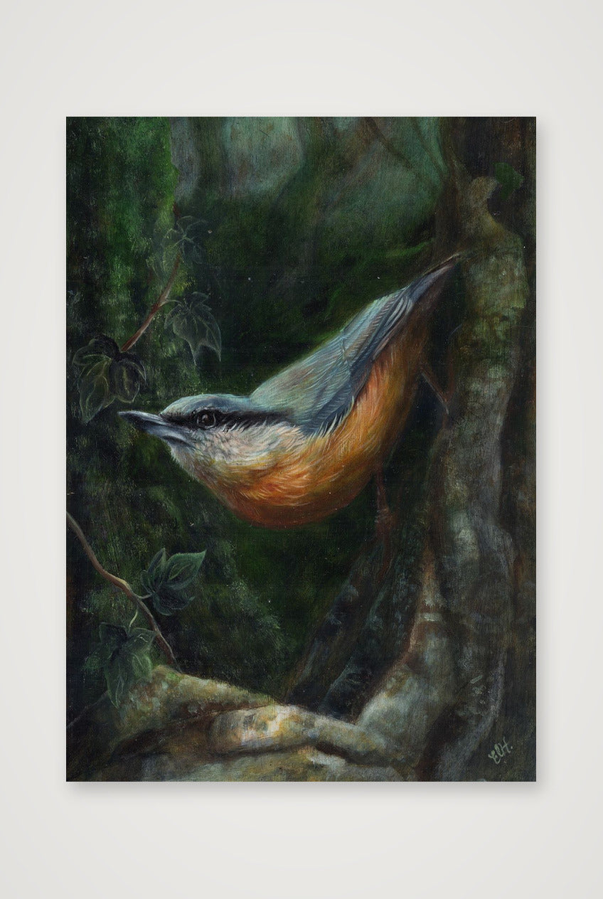 Nuthatch Fine Art Print — A4 (21×30cm, 8×12") Print only