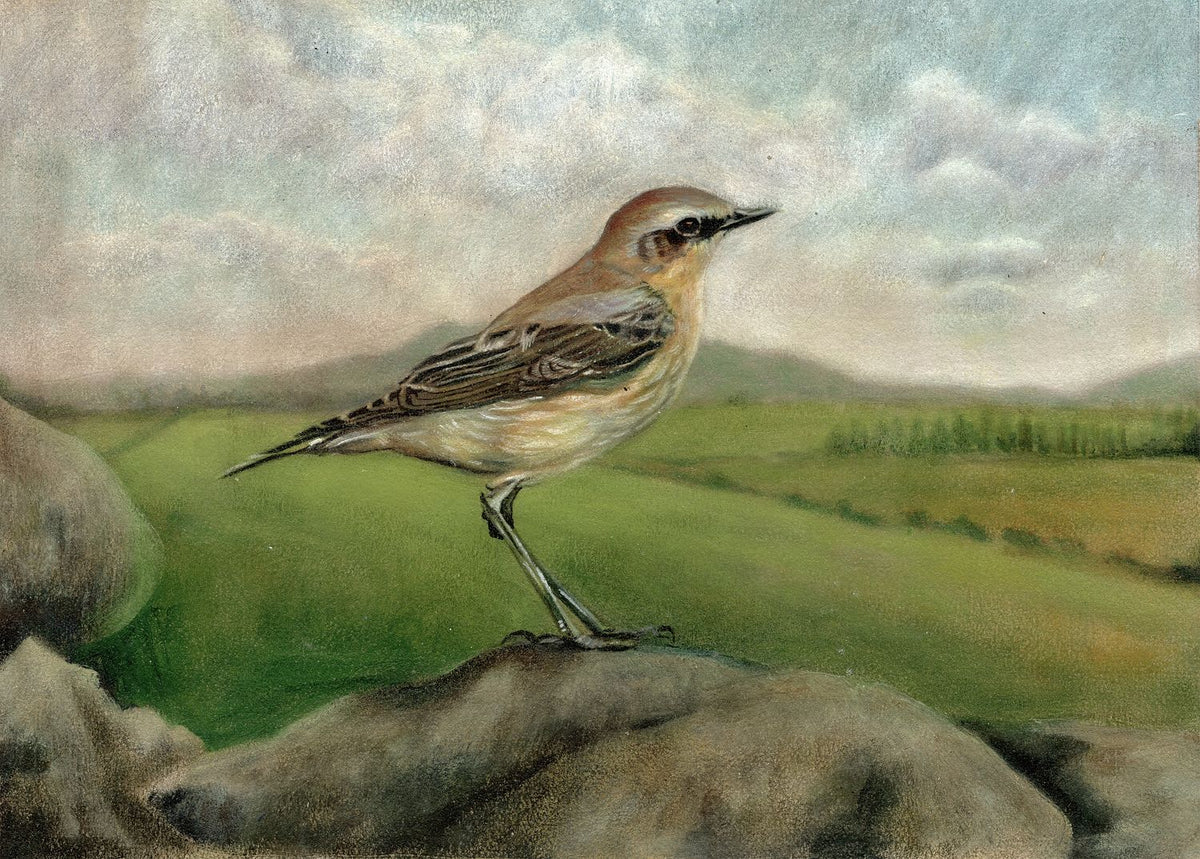 Wheatear 20 x 14 inches 300 dpi