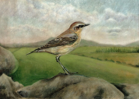 Wheatear 20 x 14 inches 300 dpi