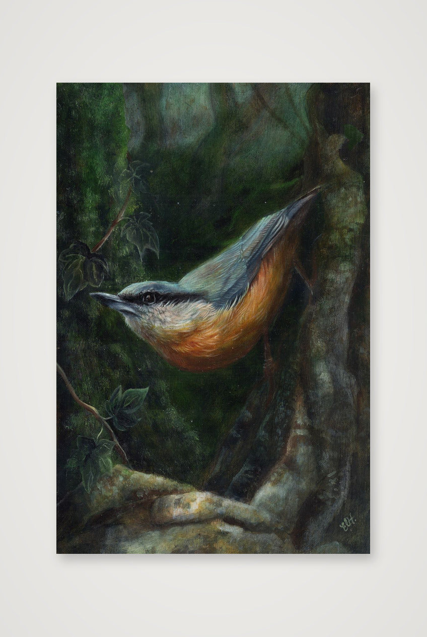 Nuthatch Fine Art Print — 30×45cm, 12×18" Print only