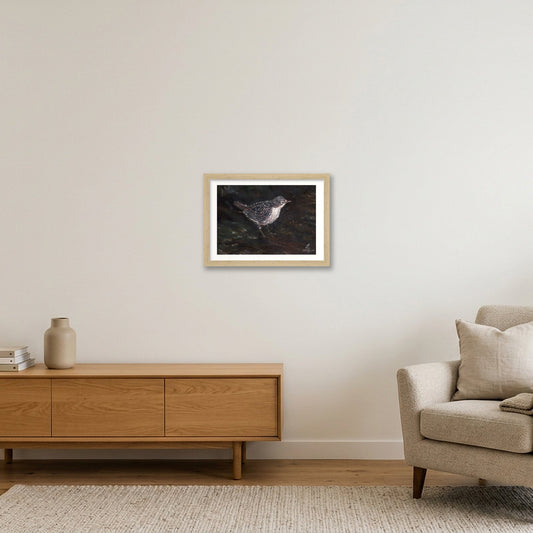 Framed juvenile dipper fine art print by artist E.L. Heywood displayed in a minimalist living room, showcasing an original oil painting of British wildlife in a contemporary interior.