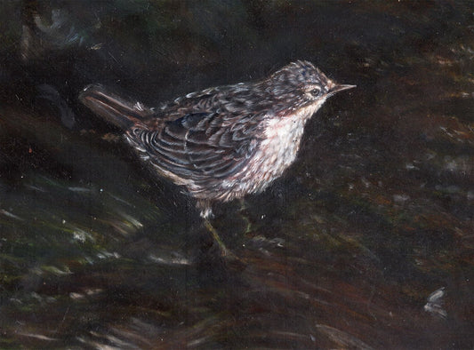 Juvenile dipper fine art giclée print by artist E.L. Heywood, depicting a young dipper standing beside a shallow woodland river, from an original oil painting of British wildlife.