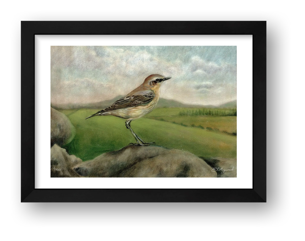 Wheatear 20 x 14 inches 300 dpi — framed