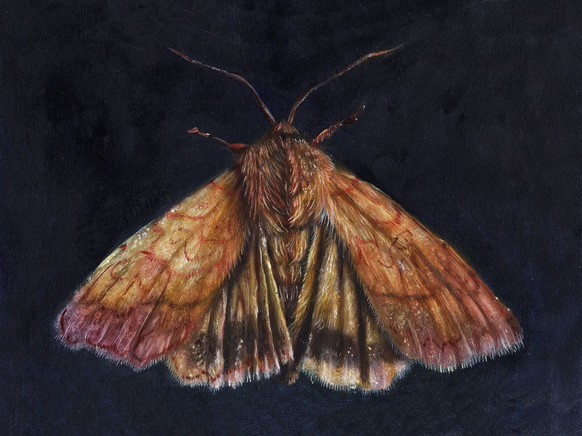 A fine art oil painting reproduction of a sallow bordered moth on a dark indigo background, by artist E L Heywood
