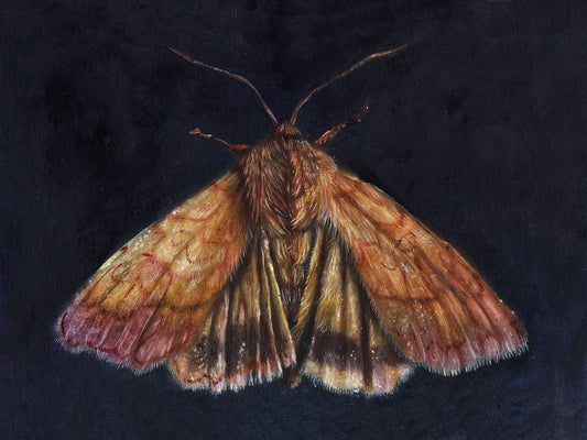 A fine art oil painting reproduction of a sallow bordered moth on a dark indigo background, by artist E L Heywood