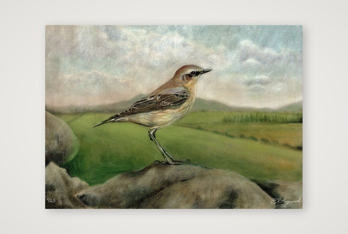 Wheatear 20 x 14 inches 300 dpi — 59×42cm, 23×17" Print only