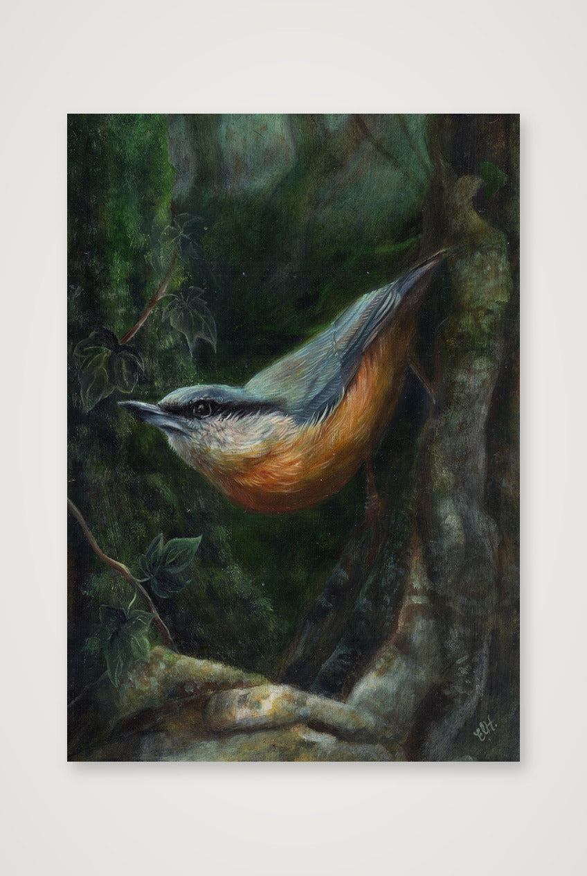 Nuthatch Fine Art Print — 70×100cm, 28×39" Print only