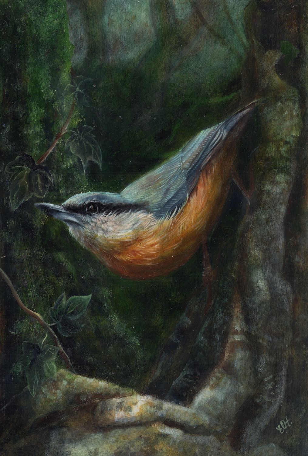 Nuthatch Fine Art Print