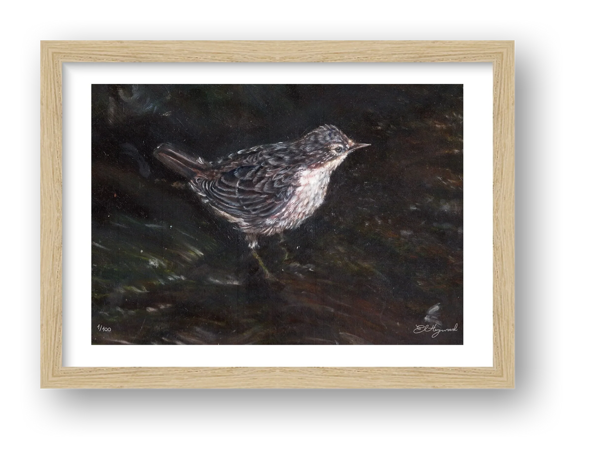 Jeuvenile dipper 11 x 8 inches — framed